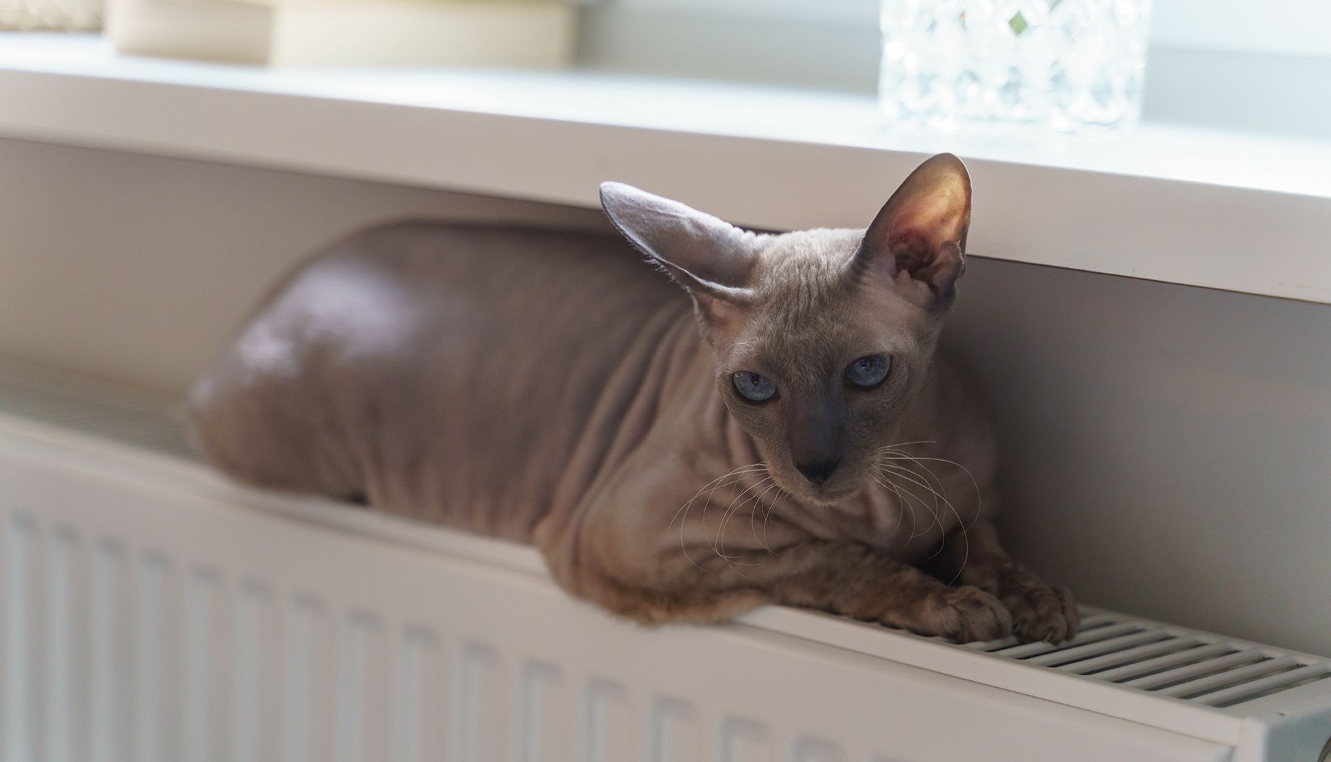 Gato tumbado encima del radiador.